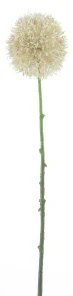 Okrasný česnek větvička „Bella“ krémová 44 cm