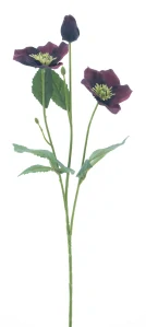 Čemeřice větvička „Regina“ vínová 62 cm