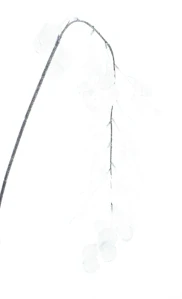 Zavěšená větev „Silver dollar“ crystal bílá 66 cm
