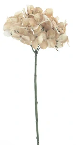 Hortenzie větev „Caseros“ hnědá 48 cm