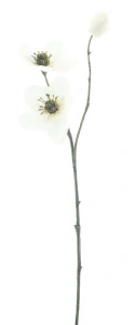 Čemeřice větev „Caseros“ krémová 56 cm