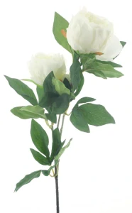 Pivoňka Chiba krémová 65 cm