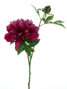 Pivoňka Arches červená 65 cm