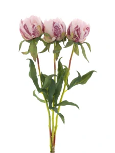 Pivoňka - Paeonia Marlie svazek 3 ks růžová 48 cm