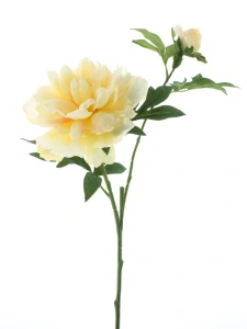 Pivoňka Arches žlutá 65 cm