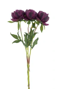 Paeonia - Pivoňka 'Marlie' svazek 3 ks barva: aubergine V63 cm