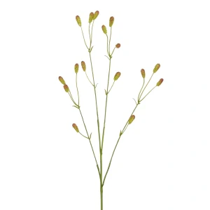 Krvavec hnědý - V77 cm