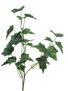 Břečťan Chicago zelený 3 výhony délka 55 cm