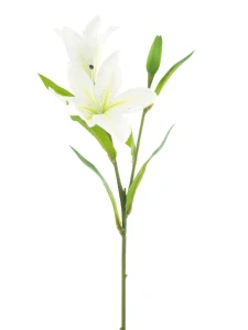 Lilie Jakarta krémová V53 cm