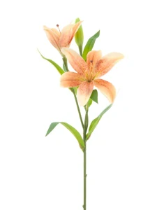 Lilie Jakarta broskvová V53 cm