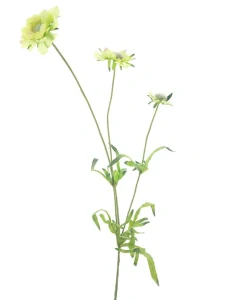 Kopretina divoká zelená 63 cm