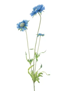 Kopretina divoká modrá 63 cm