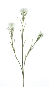 Chrpa krémová 68 cm