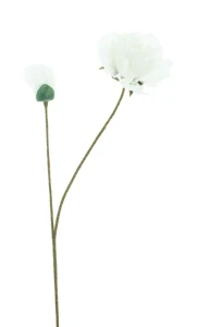 Pivoňka Safier krémová 73 cm