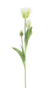 Tulipán papouškovitý Sally krémový 71 cm