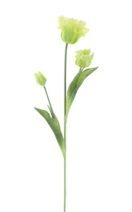 Tulipán papouškovitý Sally světle zelený 71 cm