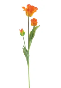 Tulipán papouškovitý Sally oranžový 71 cm