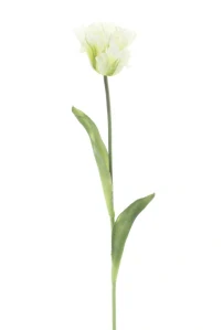 Tulipán papouškovitý Sally 1 květ krémový 71 cm