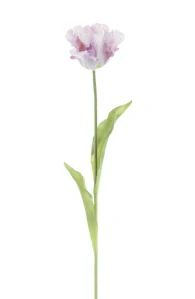 Tulipán papouškovitý Sally 1 květ levandulový 71 cm