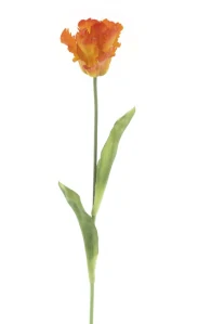 Tulipán papouškovitý Sally 1 květ oranžový 71 cm