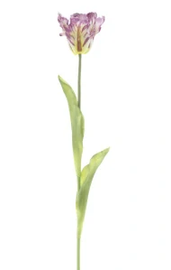 Tulipán papouškovitý Sally 1 květ fialový 71 cm