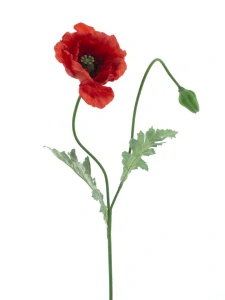 Mák Casper červený 73 cm
