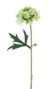 Pryskyřník Jimmy zelený 57 cm