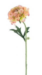 Pryskyřník Jimmy broskvový 57 cm