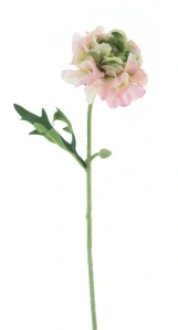 Pryskyřník Jimmy růžový 57 cm