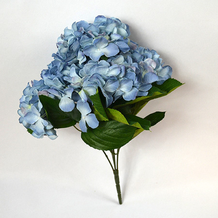 Hydrangea Rabe x5 blue 45cm