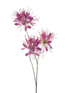 Kleoma pavoučí květ růžovofialová 94 cm