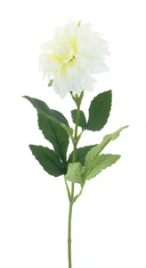 Jiřinka mini krémová 62 cm