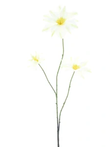 Plamének Clematis Jewl krémový 89 cm