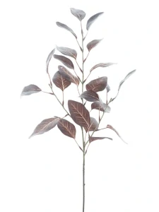 Eukalyptus blahovičník ojíněný hnědý 72 cm