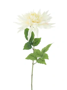 Jiřinka divoká Bandung krémová 63 cm