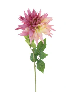 Jiřinka divoká Bandung růžovofialová 63 cm