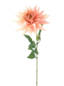 Jiřinka divoká Bandung růžová 63 cm