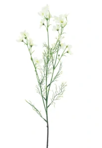 Stračka Delphinium divoká krémová 71 cm