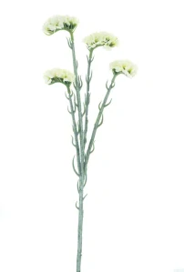 Statice Limonka krémová 64 cm