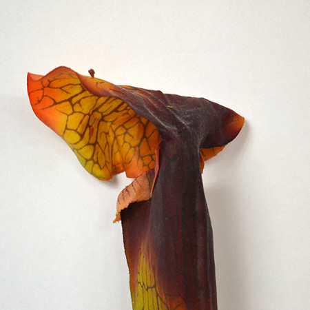 Pitcher flower 62cm