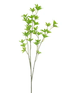 Javor jarní list zelený 75 cm