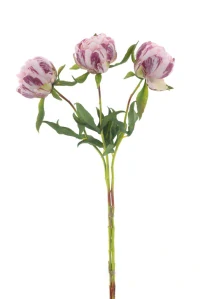 Pivoňka - Paeonia Marlie svazek 3 ks růžová 63 cm