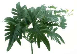 Filodendron Seloum převislý keřík zelený 55 cm