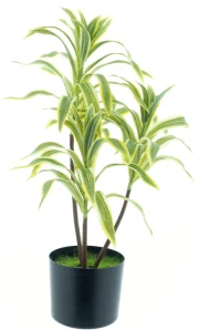 Dračinec - Dracaena v květináči zeleno-žlutý 60 cm