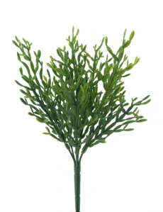 Čajovník jarní keřík zelený 29 cm