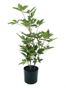 Aralie strom v květináči zelený 60 cm