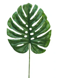 Monstera list Futura malý zelený 46 cm