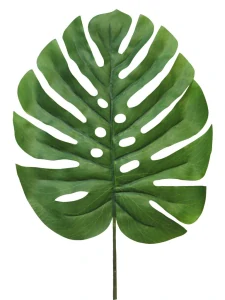 Monstera list Futura zelený 90 cm