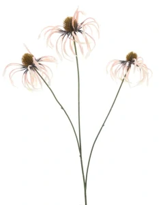 Třapatka Echinacea Agri růžová 63 cm