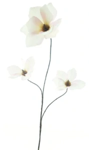 Magnolie divoká Salla růžová 80 cm
